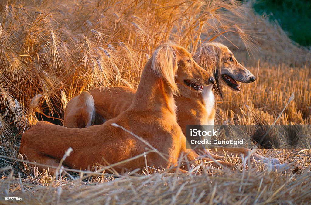 Animali cane Saluki - Foto stock royalty-free di Saluki