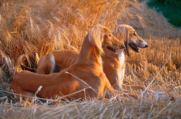 Two saluki dogs crouched in a field, side view stock photo
