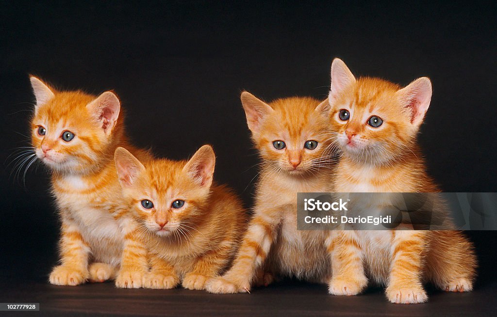 Animali Gatto europeo - Foto stock royalty-free di Animale