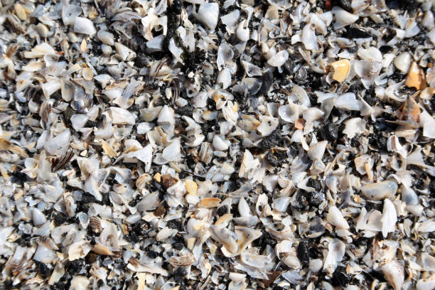 istock Crushed seashells on beach, for backgrounds or textures 1027780618