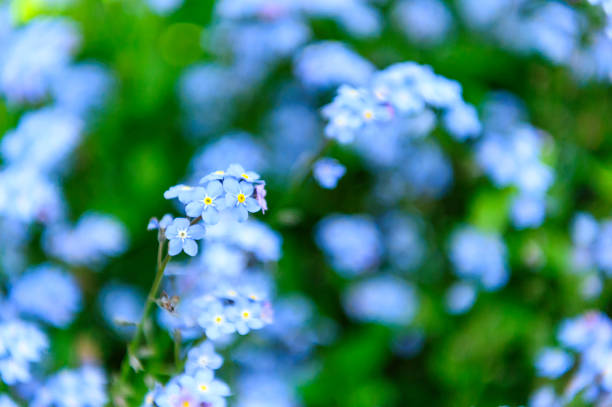 istock Myosotis sylvatica - the beautiful blue spring flowers 1027780882