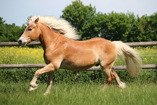 beautiful haflinger horse is running on the paddock in the sunshine