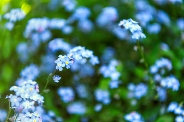 istock Myosotis sylvatica - the beautiful blue spring flowers 1027780996