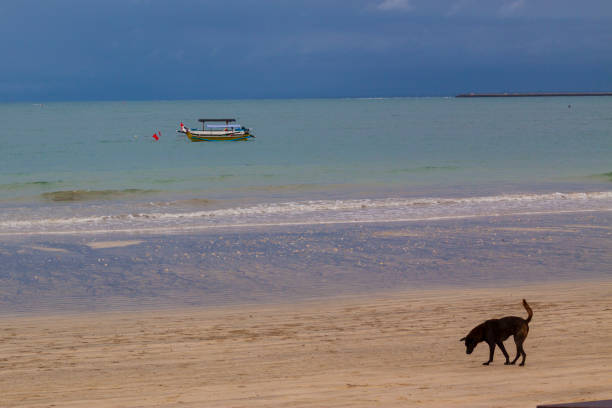 Bali Beach with a Boat and a Dog