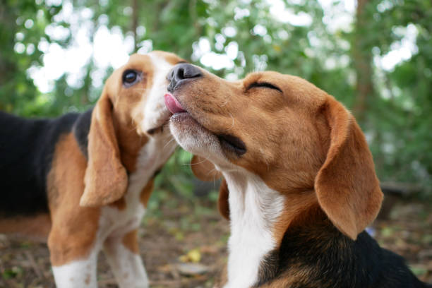 istock An elder beagle dog being kissed by a younger. 1027781794