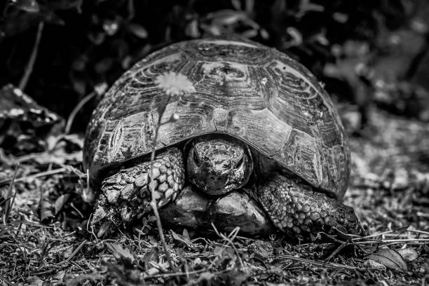 istock An old tortoise in Monte San Bartolo monastery in Pesaro, Marche, Italy. 1027786134