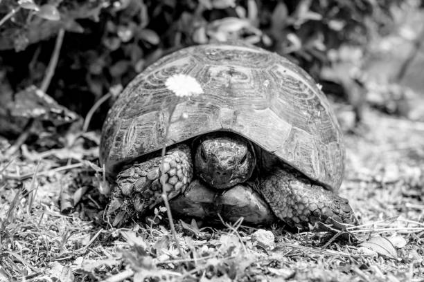istock An old tortoise in Monte San Bartolo monastery in Pesaro, Marche, Italy. 1027786140