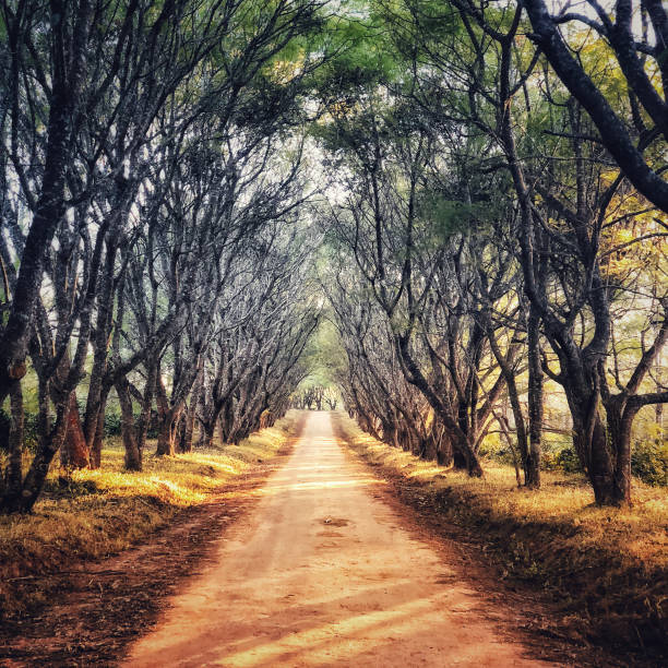 istock African landscape with dirt road and  jacaranda trees in wintertime 1027786652