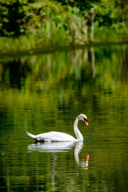 Photo of Mute Swan (Cygnus olor) swimming in a lake