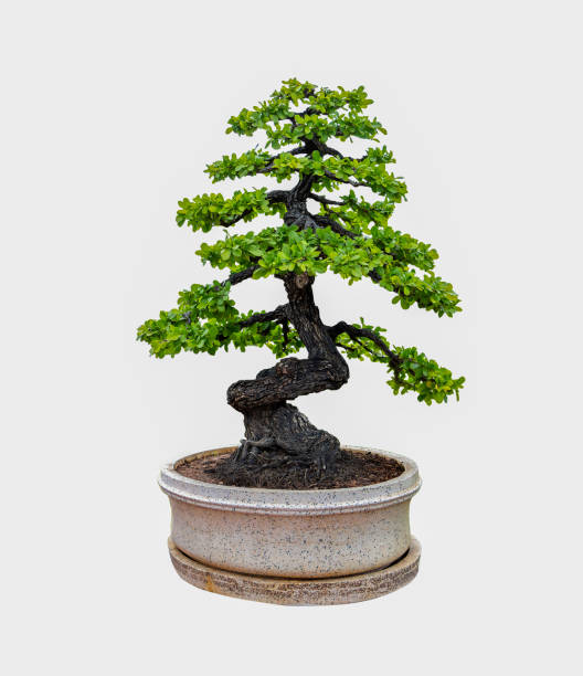 istock Bonsai tree isolated on white background. Its shrub is grown in a pot or ornamental tree in the garden. 1027786912