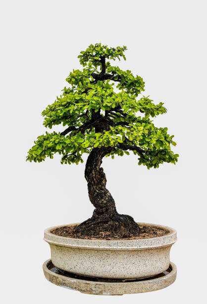 istock Bonsai tree isolated on white background. Its shrub is grown in a pot or ornamental tree in the garden. 1027786914