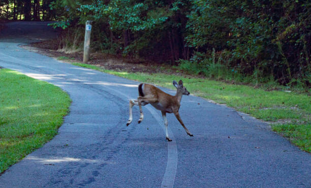 istock Little Mulberry Park, GA Fawn 1027789122