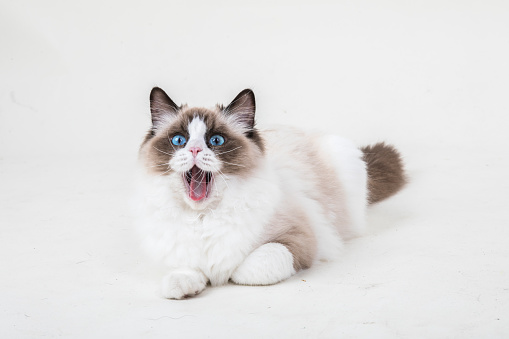 A young bicolor Ragdoll cat yawning. The cute blue eyed cat has its mouth opened, and she is laid on a white background.