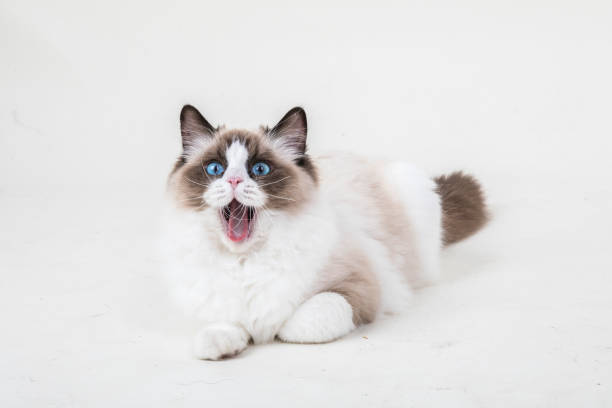 Ragdoll kitten yawning A young bicolor Ragdoll cat yawning. The cute blue eyed cat has its mouth opened, and she is laid on a white background. ragdoll cat stock pictures, royalty-free photos & images