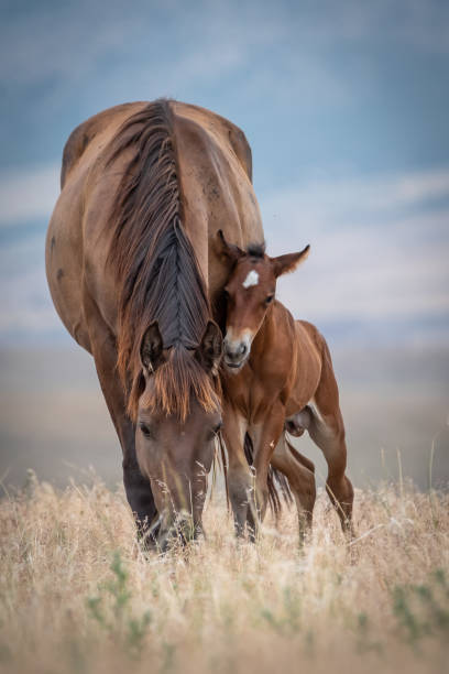 Mare and Colt stock photo