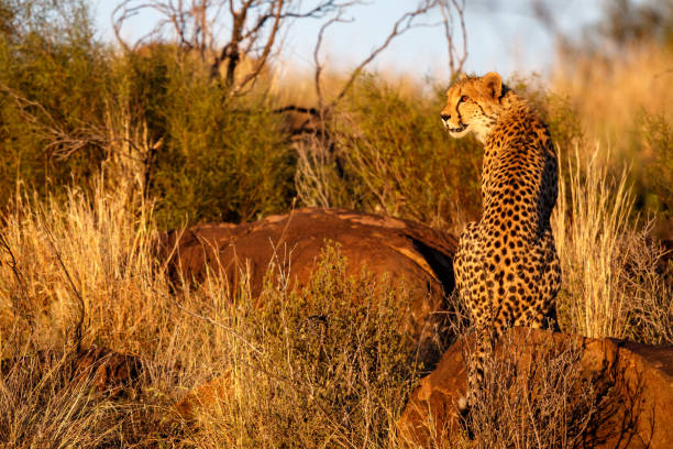 istock Cheetah in the last sun light in South Africa 1027792628