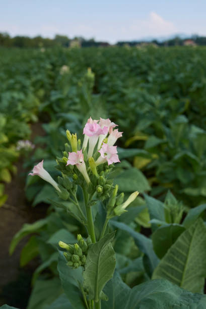 Nicotiana tabacum flowers close up