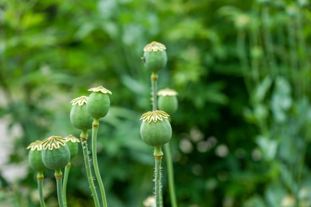 istock closed green flower buds with green background 1027800138