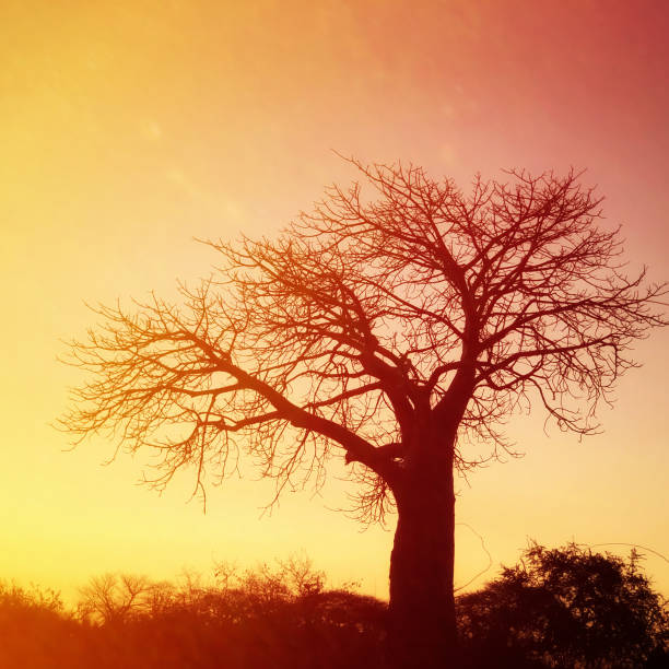 Baobab tree at sunset in Ruaha National Park,Tanzania Beautiful landscape with a baobab tree with a golden light during sunset. africa sunset ruaha national park tanzania stock pictures, royalty-free photos & images