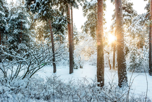 istock Winter park in snow in sunny day 1027803906
