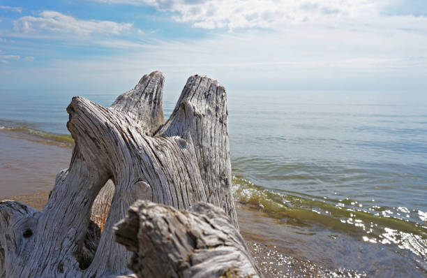 istock Lake Michigan behind driftwood close-up 1027803920