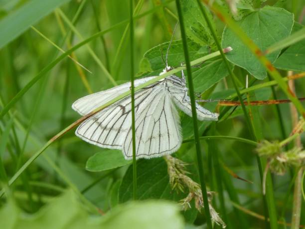 그린 veined 흰 나비 흰색 검은 줄무늬 - black veined white butterfly 뉴스 사진 이미지