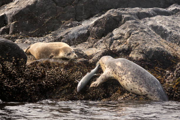 harbor seal come salmón chinook de rey carrera rocas ecológica reserva de isla de vancouver columbia británica - foca fotografías e imágenes de stock