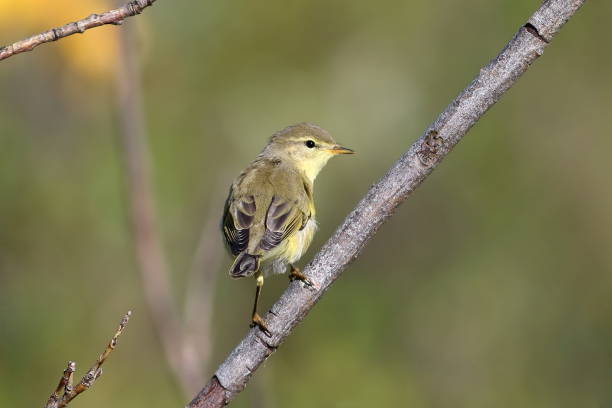 istock Phylloscopus trochilus. Willow Warbler on the Yamal Peninsula 1027807244