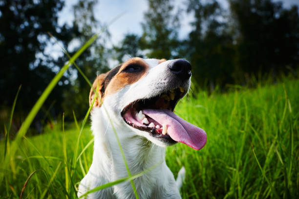 istock Adorable dog heavily breathing on grass 1027807776