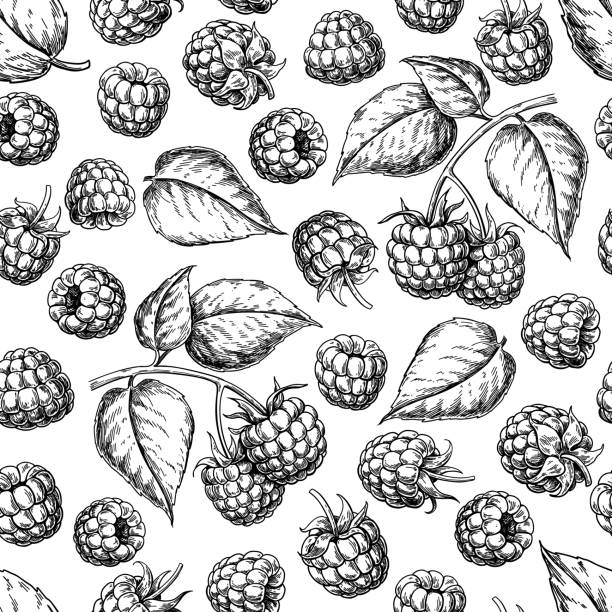 Raspberry seamless pattern. Vector drawing. Isolated berry branch sketch on white background. Raspberry seamless pattern. Vector drawing. Isolated berry branch sketch on white background.  Summer fruit engraved style background. Detailed hand drawn vegetarian food. Great for packaging design, tea or juice label, print raspberry stock illustrations