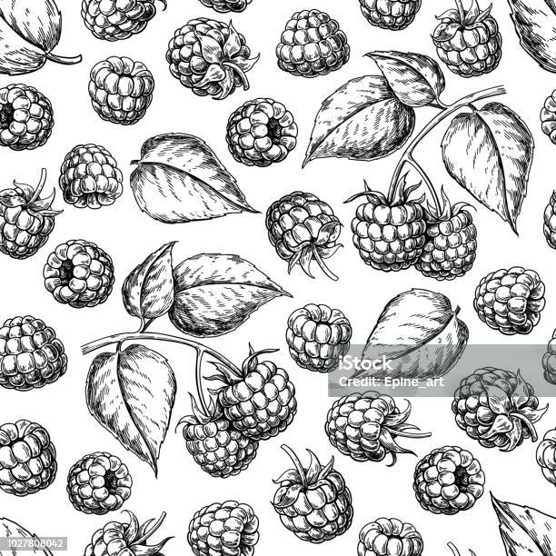 Raspberry Seamless Pattern Vector Drawing Isolated Berry Branch Sketch On White Background Stock Illustration - Download Image Now