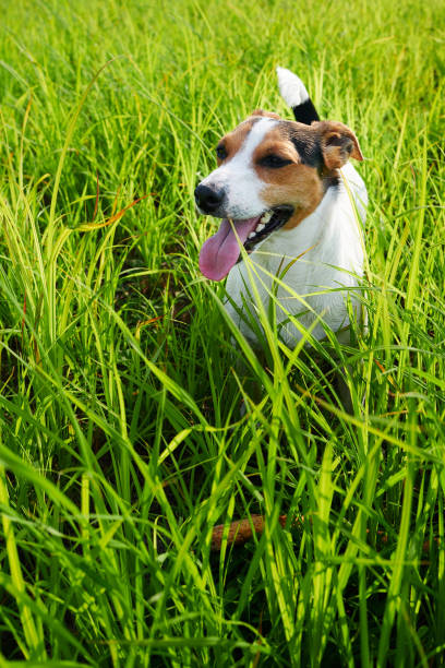 istock Adorable dog heavily breathing on grass 1027810124