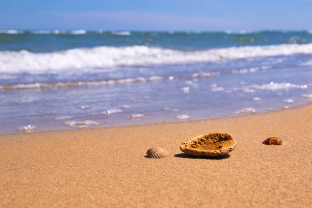 Sunny day and three shells lie on the ocean coast behind the wave and the blue sky with copyspace