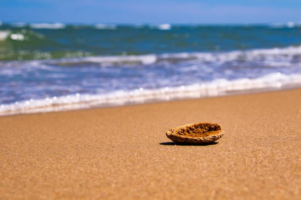 Sunny day and the shell lie on the beautiful sea coast behind the wave and the blue sky with copyspace
