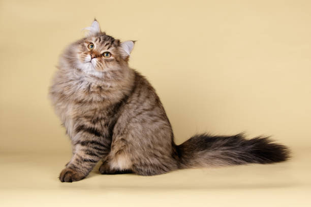 istock Siberian cat on colored backgrounds 1027811480