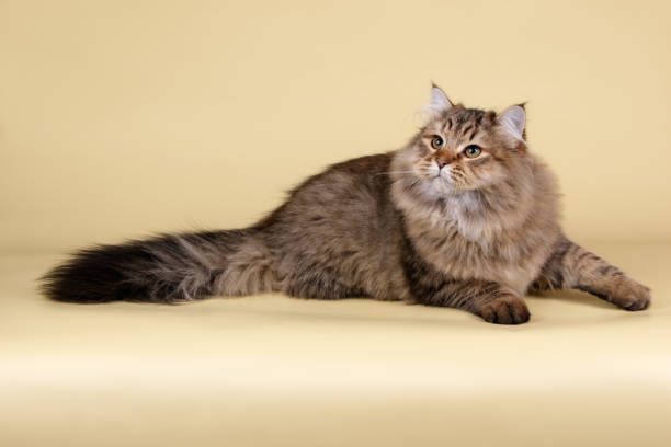 istock Siberian cat on colored backgrounds 1027811482