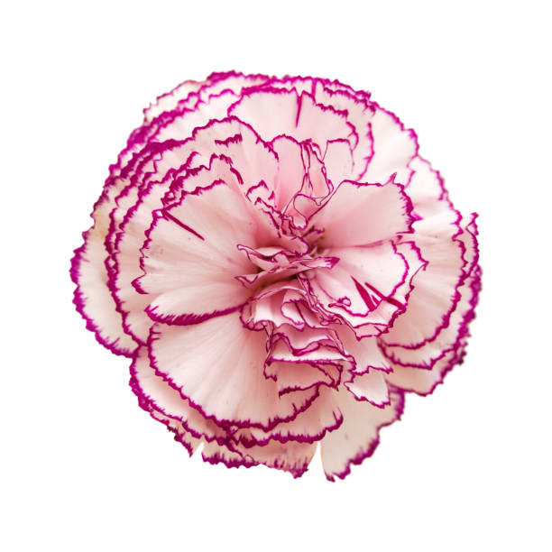 istock white carnation flower with darker edges 1027811822