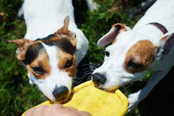 istock Jack russells fight over toy 1027819084