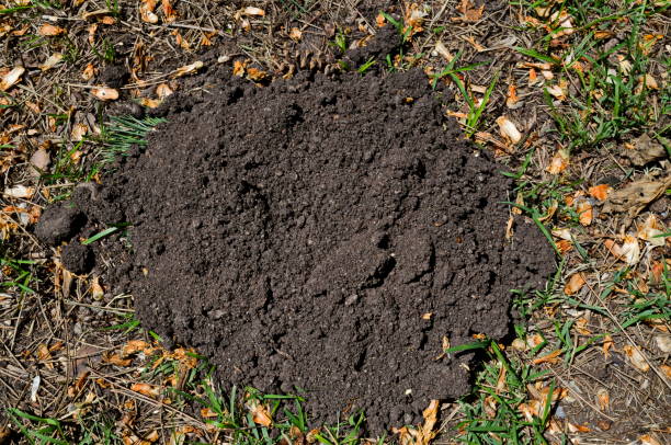 istock Molehill close-up on a summer meadow  in the natural old West park 1027819524