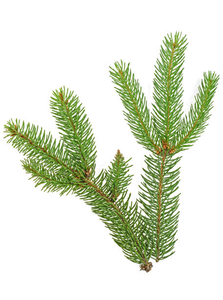 istock Green fir branches isolated on white background 1027819600