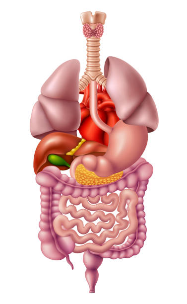 Human Internal Organs Human anatomy. Internal organs. digestive illness stock illustrations