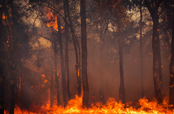 istock fire. wildfire at sunset. burning pine forest in the smoke 1027825520