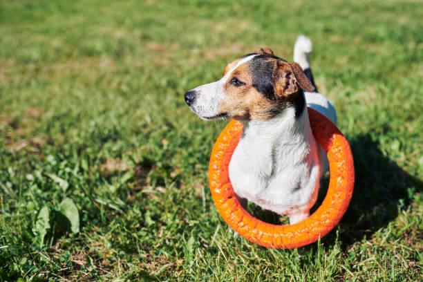 istock Adorable dog with toy on grass 1027825844