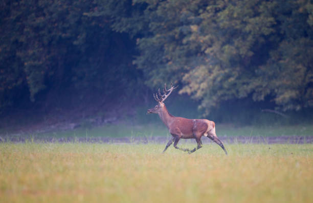 istock Red deer with antlers in forest 1027829514