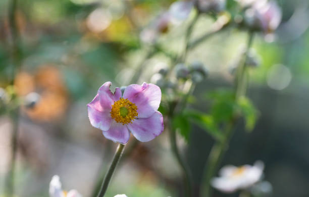 istock isolated flower of anemone 1027830122