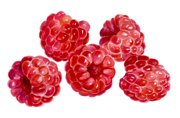 illustrations, cliparts, dessins animés et icônes de cinq des framboises sur fond blanc. peinture aquarelle - raspberry