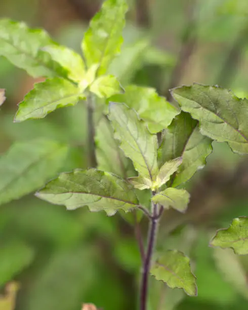 Photo of Holy basil (Ocimum tenuiflorum).green leafy plant.Holy basil is part of Food ingredients are popular in Thailand.