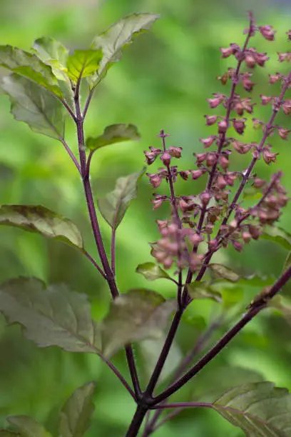 Photo of Holy basil (Ocimum tenuiflorum).green leafy plant.Holy basil is part of Food ingredients are popular in Thailand.