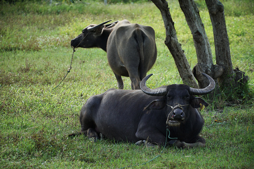 water buffalo or domestic Asian water buffalo is a large bovid originating in South Asia