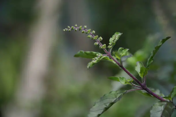 Photo of Holy basil (Ocimum tenuiflorum).green leafy plant.Holy basil is part of Food ingredients are popular in Thailand.Thai basil.